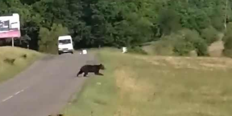 AVERTIZARE! Ursi in curtile oamenilor si pe sosele!